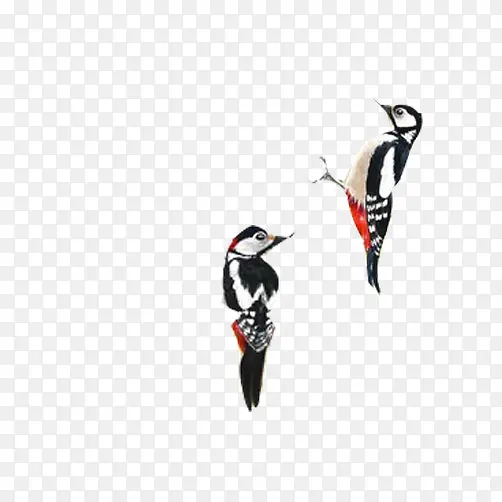 啄木鸟各种形态素材图片