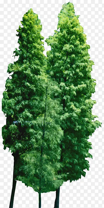 绿色植物背景树木图片