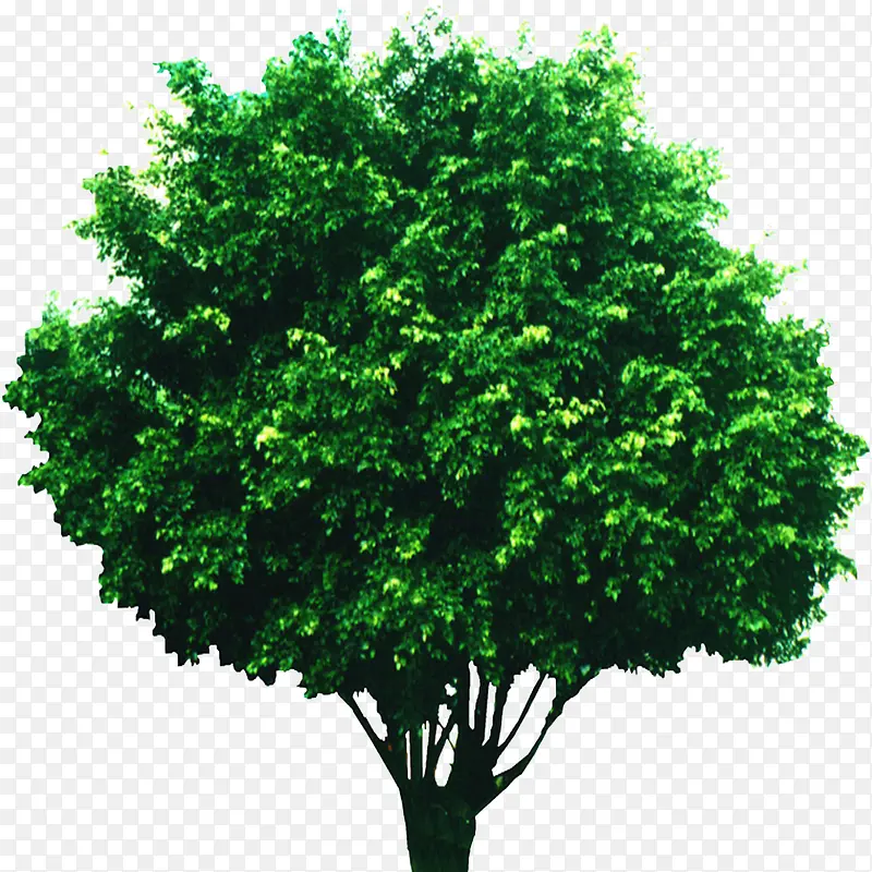 绿色树木元素