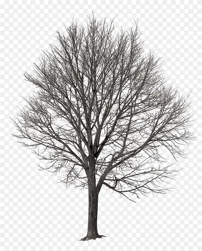 黑色小枯树免抠树