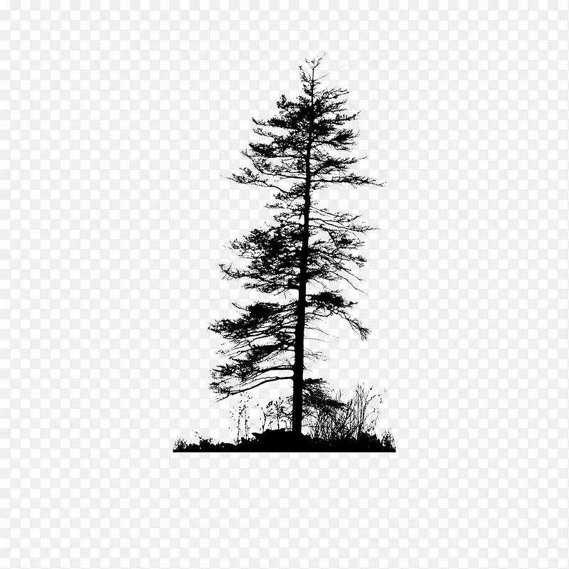 枯树