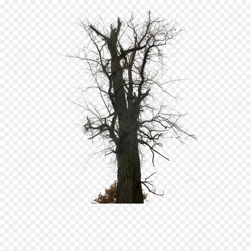 枯树