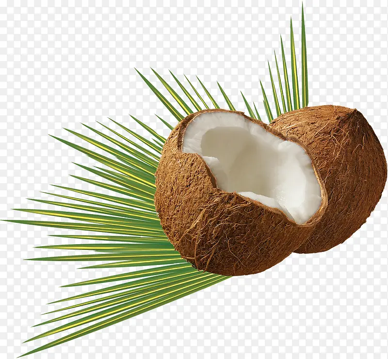 椰树上的椰子