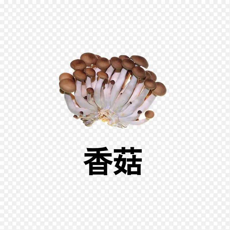 香菇