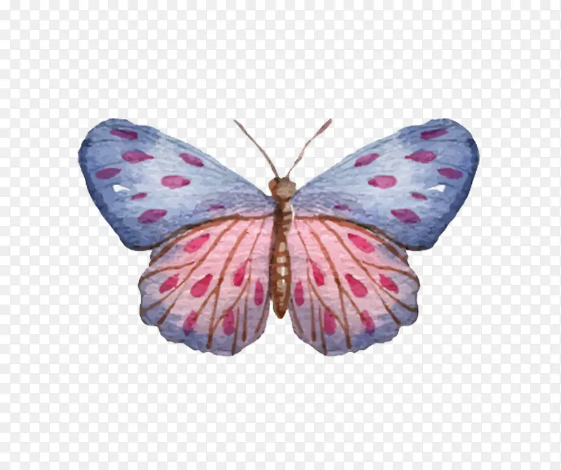 蓝色粉色拼接手绘蝴蝶翅膀