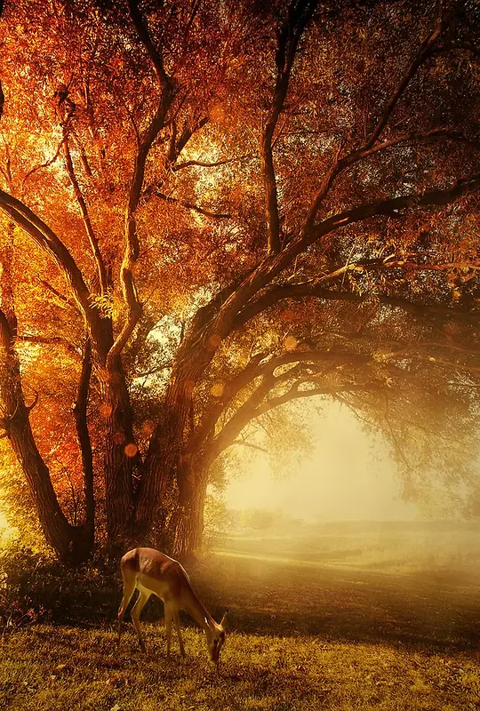 橙色光线光源深林