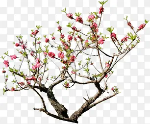 高清摄影春天的桃花开放