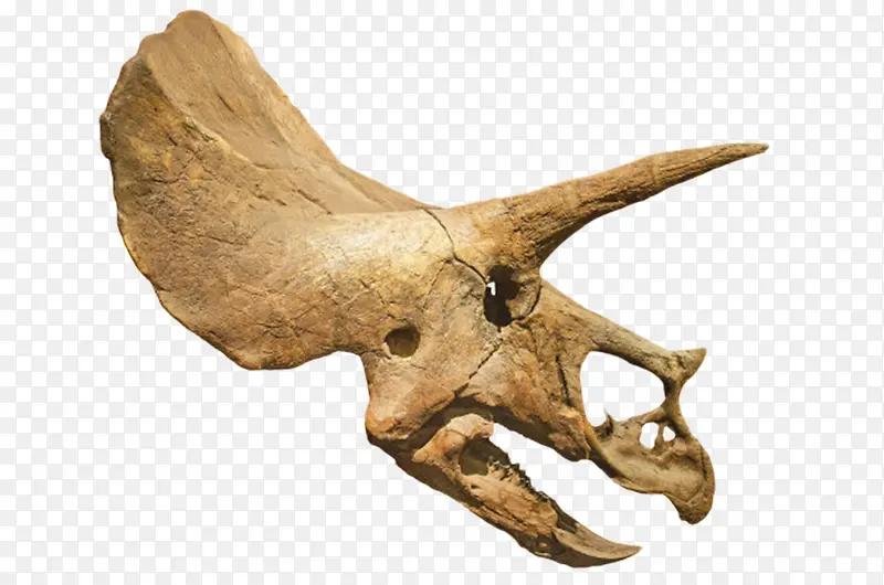 三角龙骨架化石实物