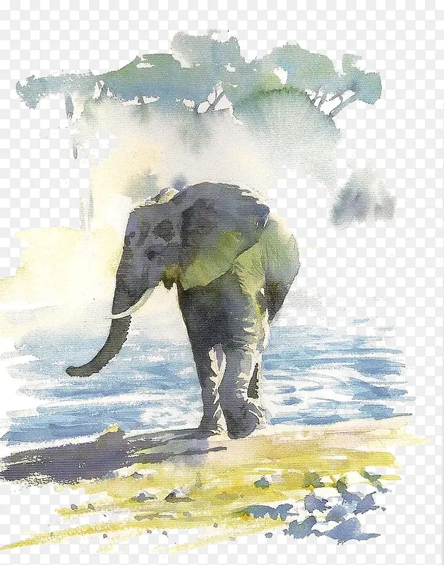涉水的大象