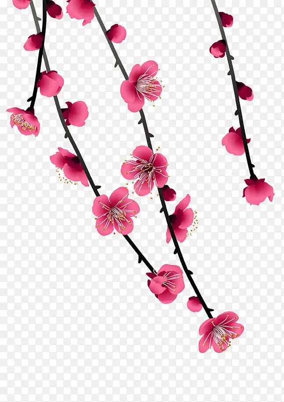 粉色梅花花枝