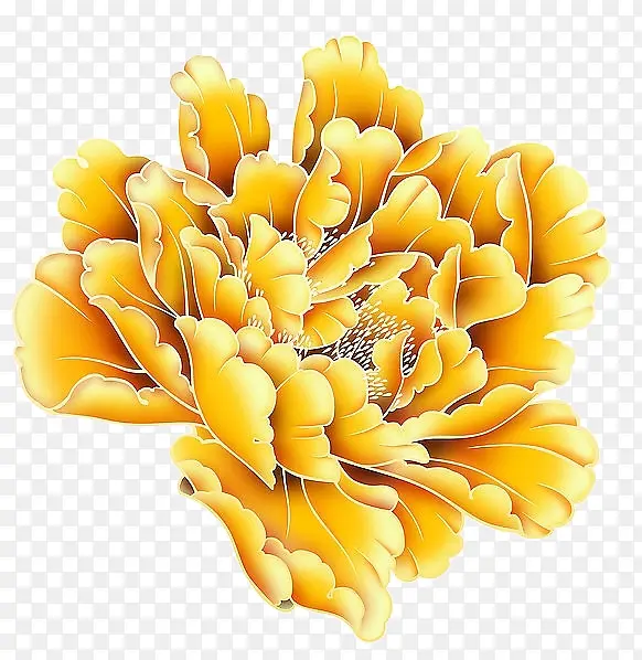 盛开的黄色牡丹花