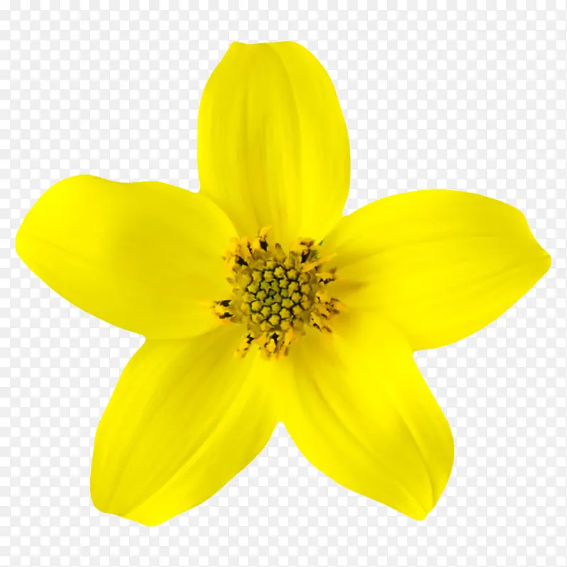 黄色有观赏性五片叶子的一朵大花