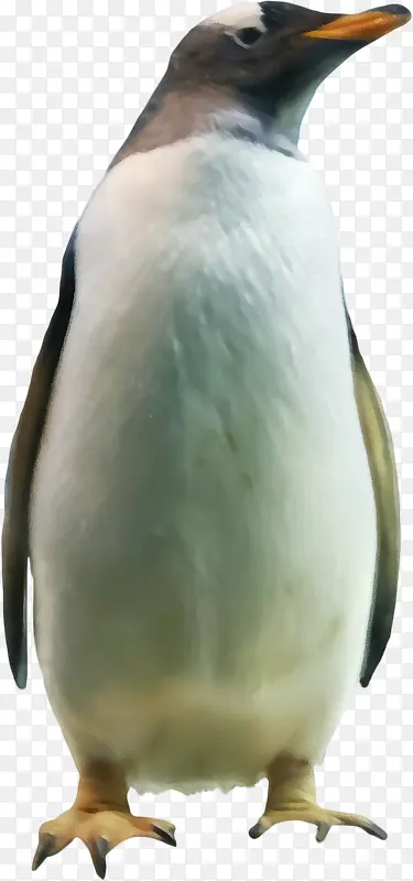 漂亮企鹅