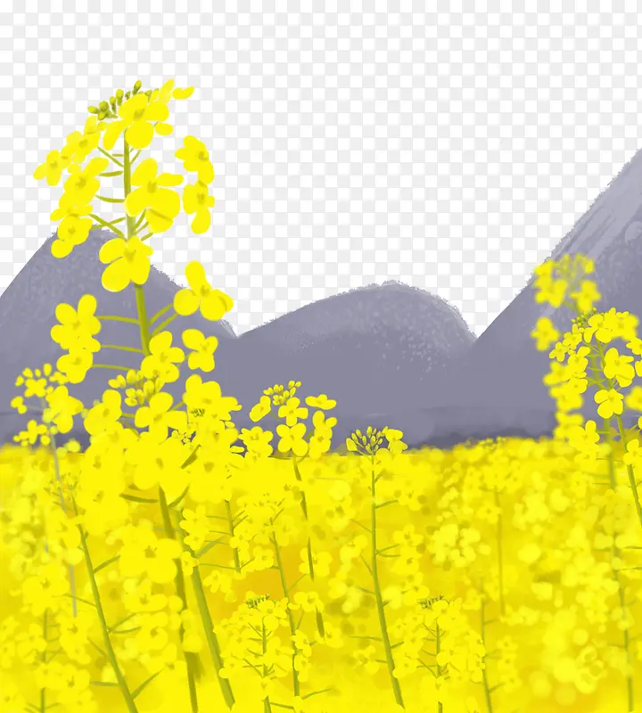手绘春天油菜花插画PNG图片素材下载_图片编号yrnlgngy-免抠素材网