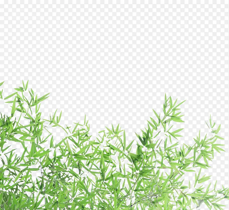 绿色竹叶