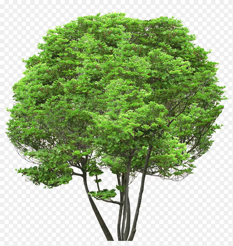 高清摄影绿色的大树草木