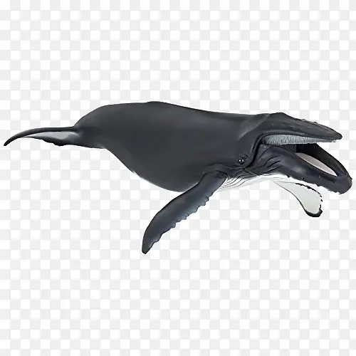 一只可爱的黑色座头鲸插图免抠