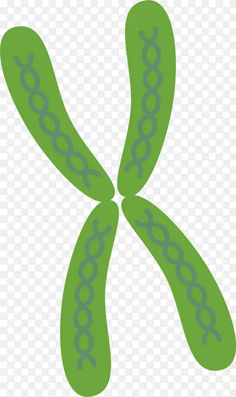 人体的生物细胞染色体