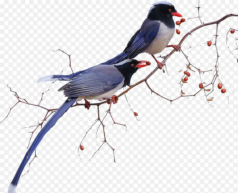 鸟类动物红嘴蓝鹊