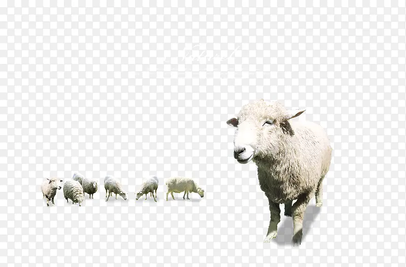 绵羊