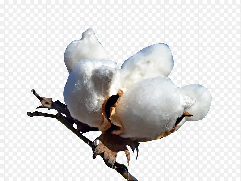 白白的精梳棉花图片素材