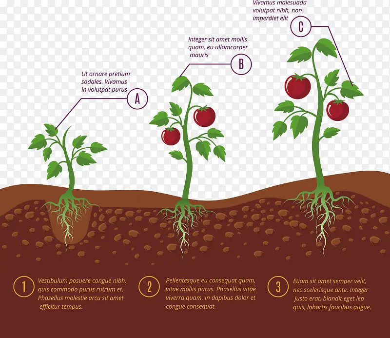 矢量小番茄生长过程