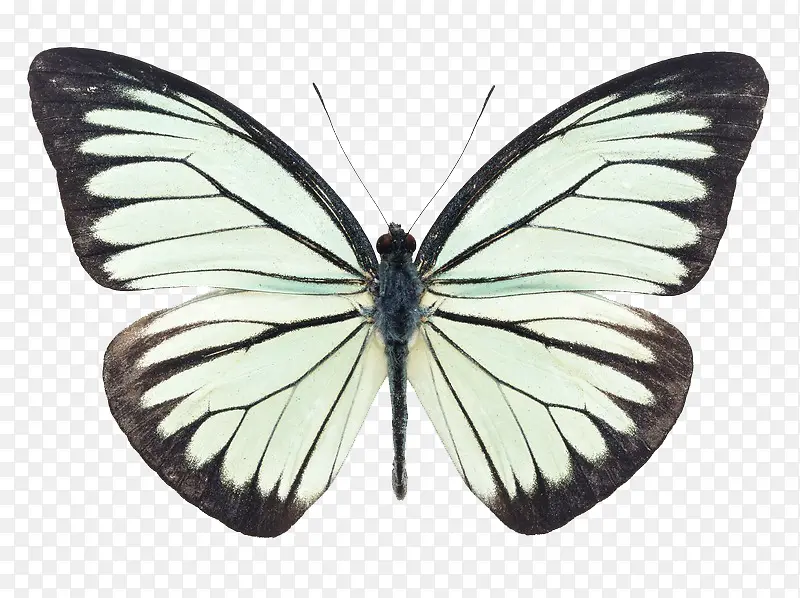 黑白斑纹蝴蝶