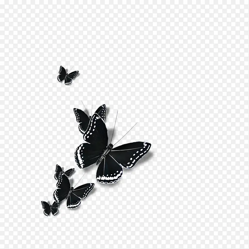 黑白蝴蝶装饰