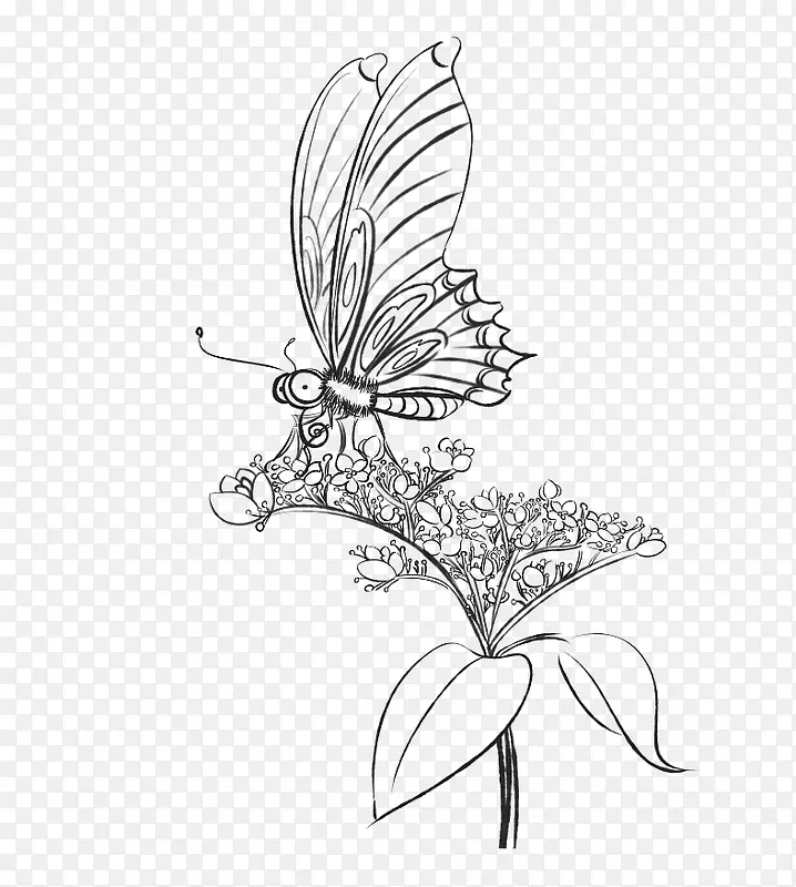 蝴蝶花朵铅笔画