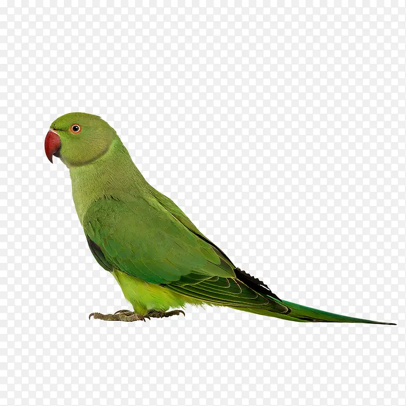 绿色的鹦鹉
