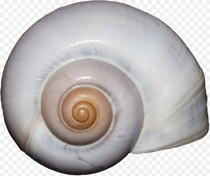 白色蜗牛壳