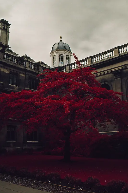 欧洲城堡红色大树