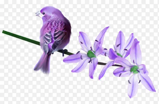 紫色花朵和鸟