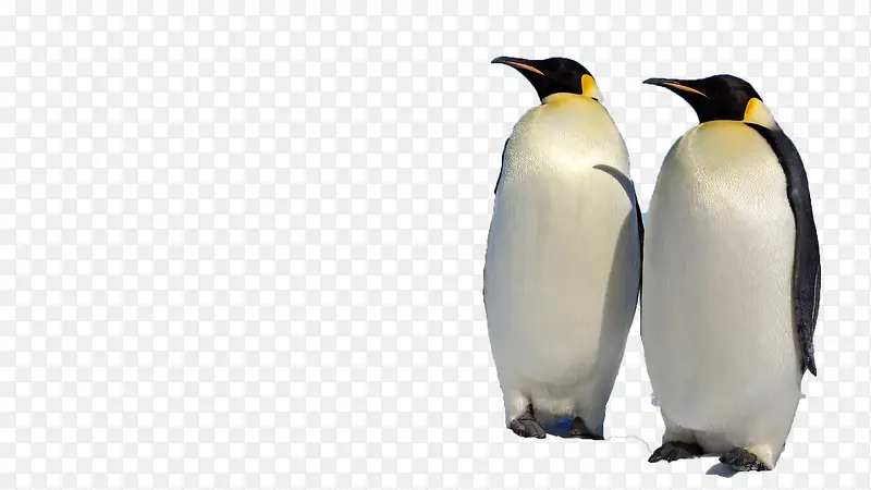 象征性企鹅家庭免费下载