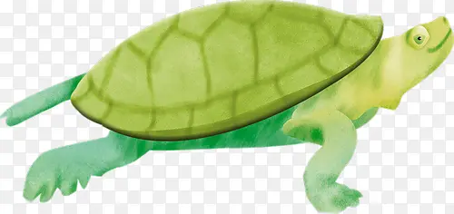 手绘乌龟免抠素材