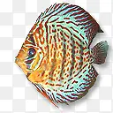 斑点热带鱼