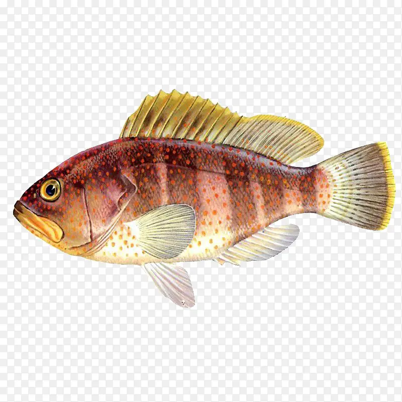 红色斑点鱼