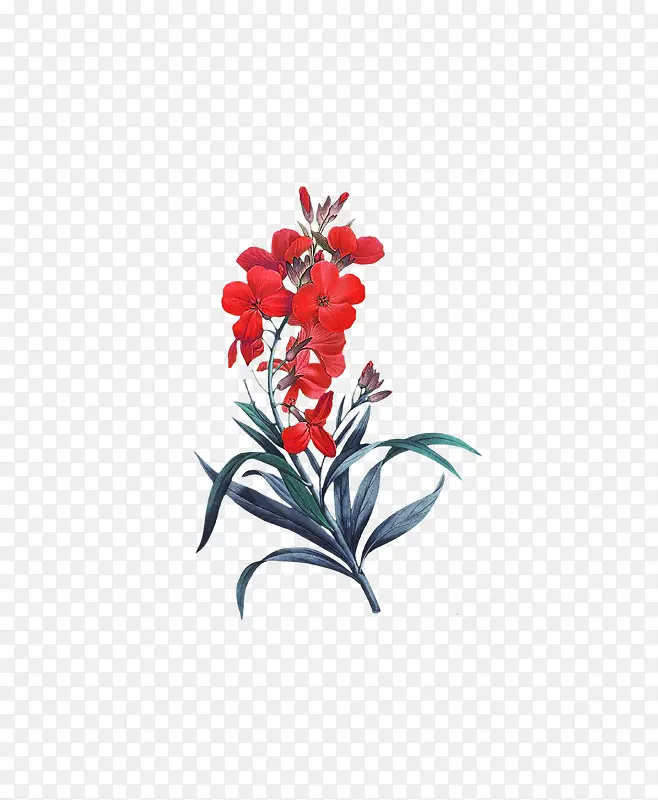 红色的花朵植物
