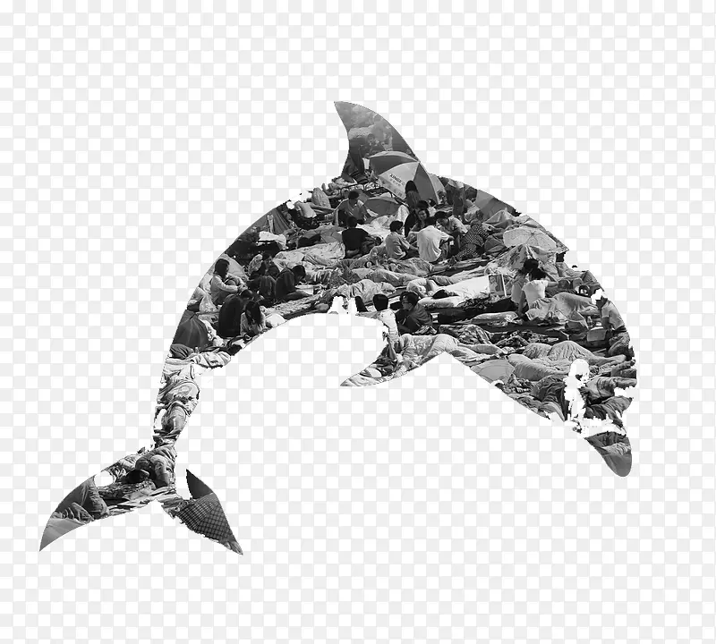 黑白风景海豚