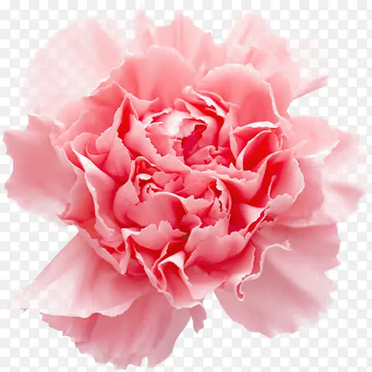 教师节粉色康乃馨花朵手绘免费下
