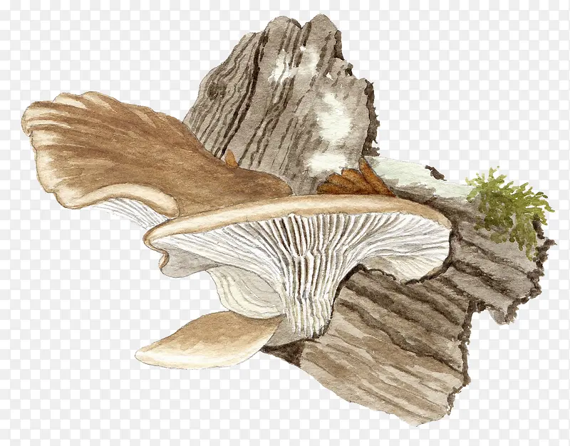 手绘蘑菇枯木