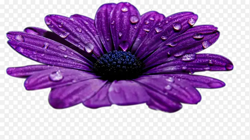 紫色花朵水珠