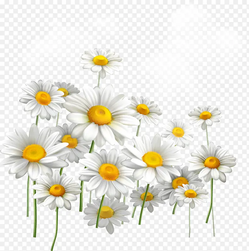 矢量写实白色菊花