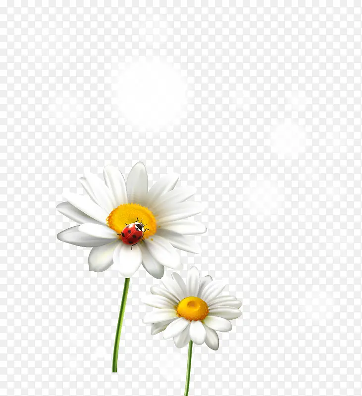 矢量写实白色菊花