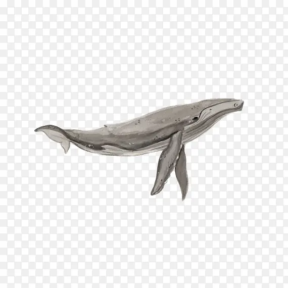一只灰色的海洋生物座头鲸插画免