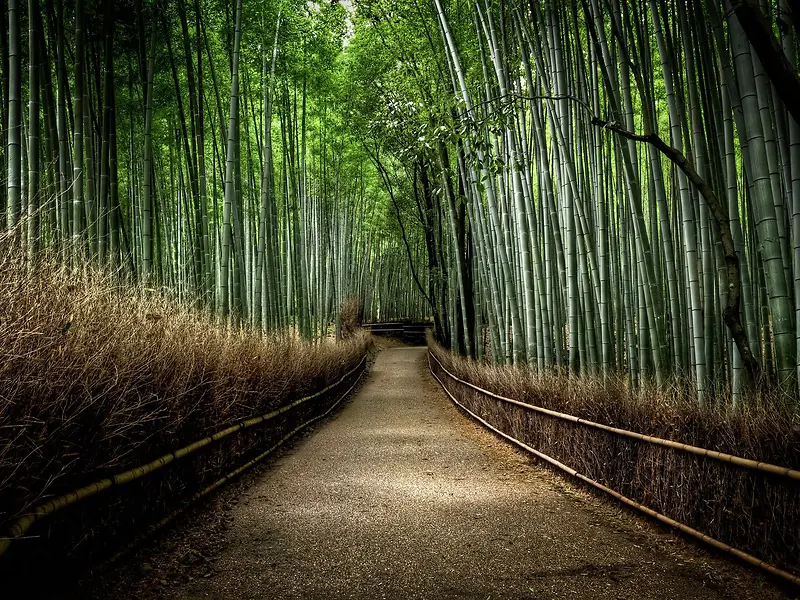竹丛里的林荫小道