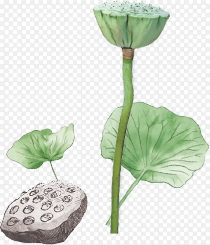 手绘卡通装饰花草装饰海报设计莲