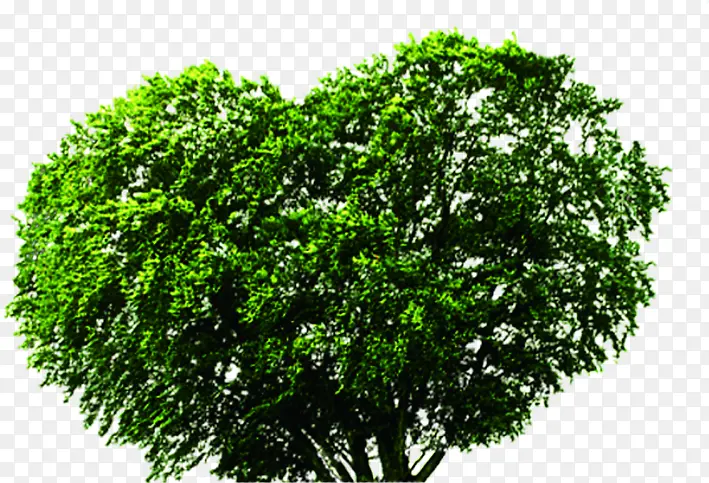 绿色爱心造型大树美景