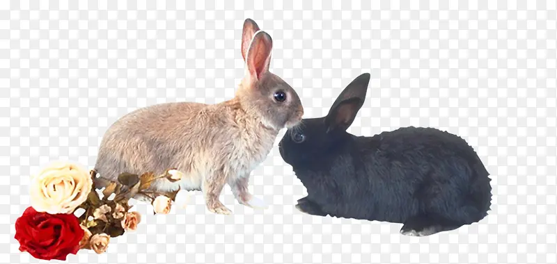 依偎的两只兔子