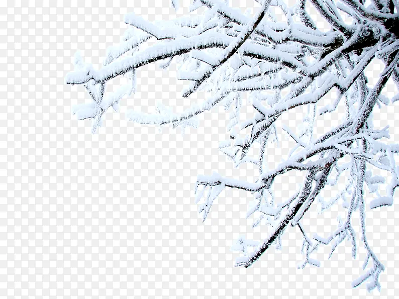 积雪的树枝PNG图片素材下载_图片编号ykogodxy-免抠素材网
